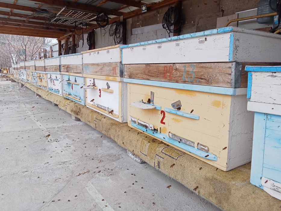 продаются пчелавоческие семьи