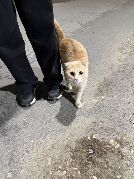 Найден рыжий кот, похож на шатланского