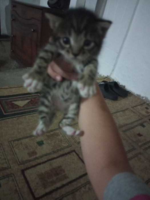 Отдам двух котят