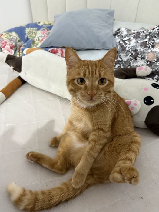 Отдаем котиков СРОЧНО!!!