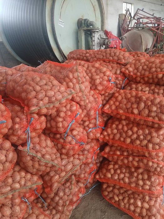 Cartofi consum ,samanta si furajeri