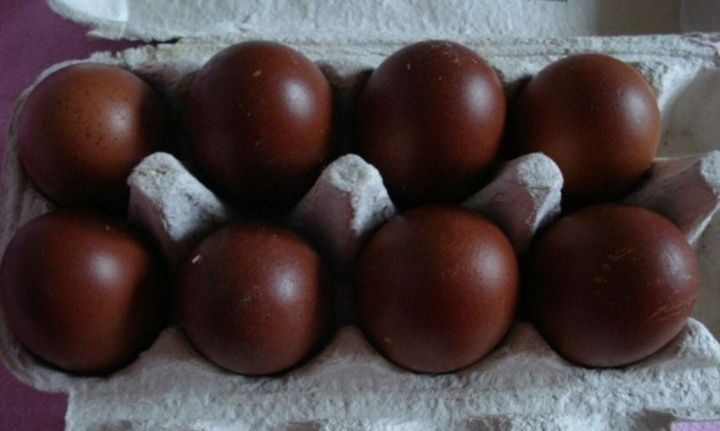 Маран черно медный жужалари