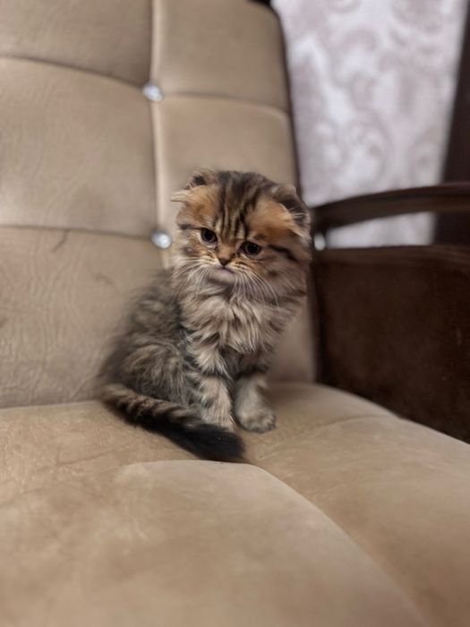 Срочно продаются котята скоттиш фолд мальчики