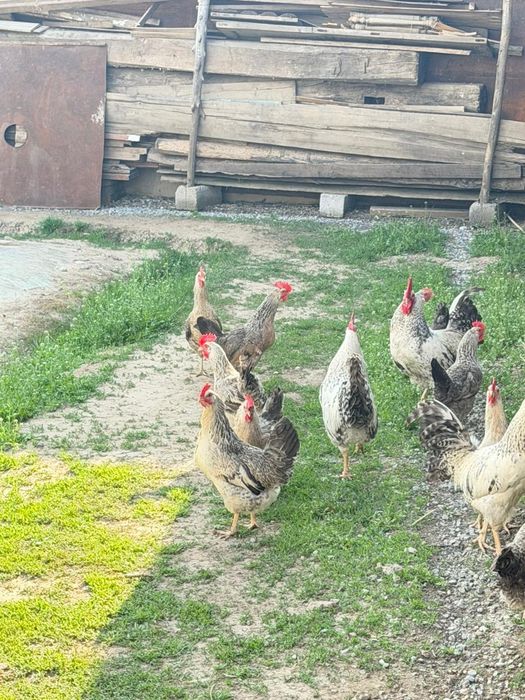 Барковская барвистая