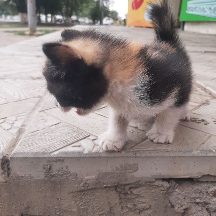 Отдам котят бесплатно
