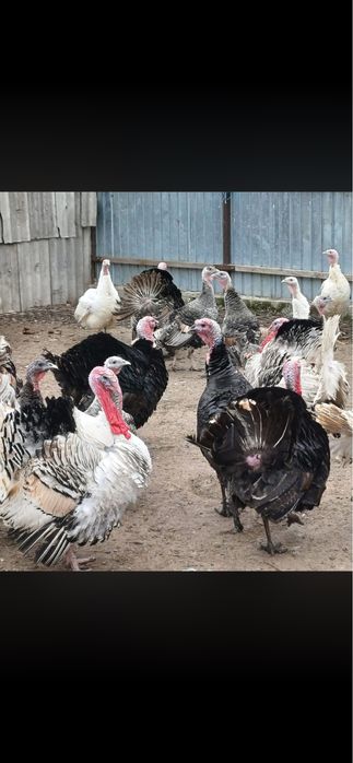 Curcani de vanzare 250 lei bucata