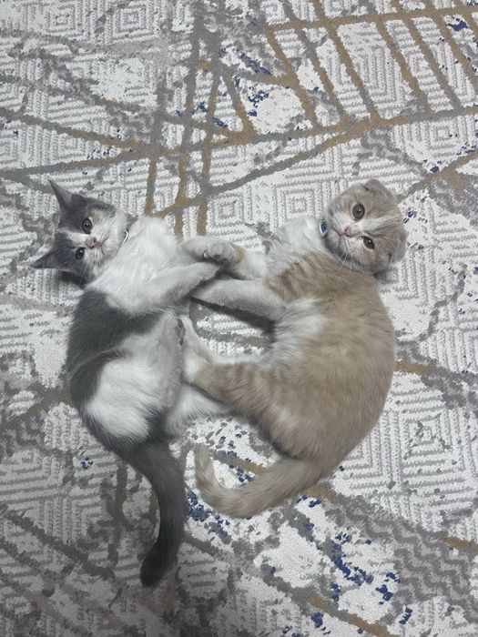 Отдам котенка, мальчик