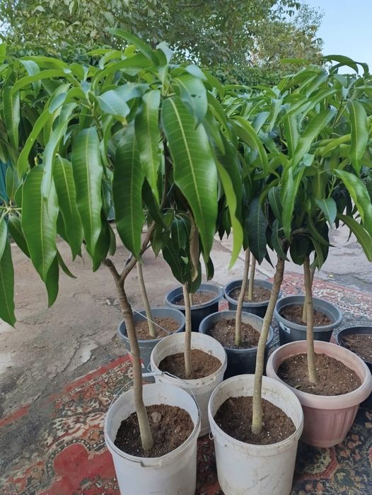 Манго с плодами в горшках