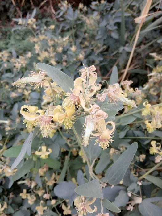 Декоративные растения плюс подставки под цветы