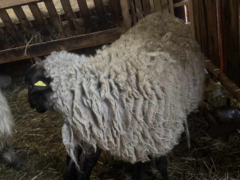 Oaie Suffolk cu un berbecuț!