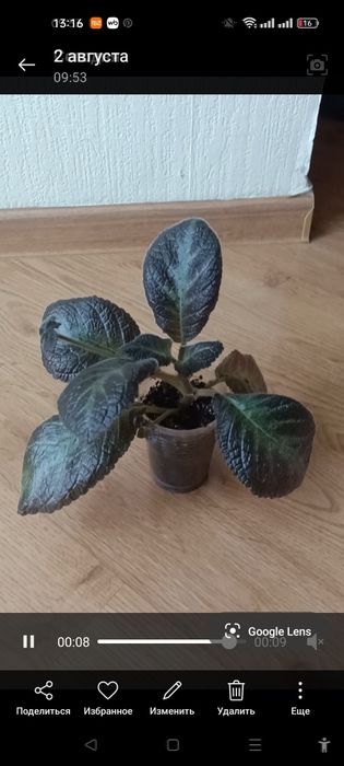 Продам комнатные цветы