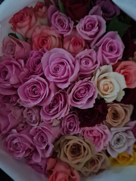 Розы ОПТОМ в пачках