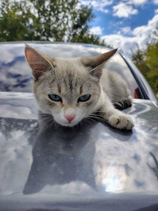 Подарок котята хорошим людям