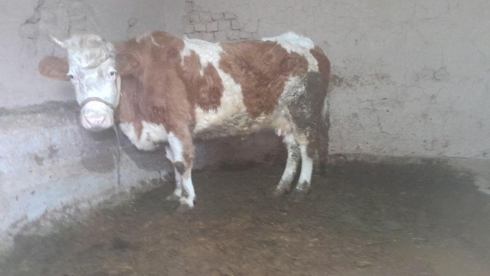 Бордақылау тұрған сиыр