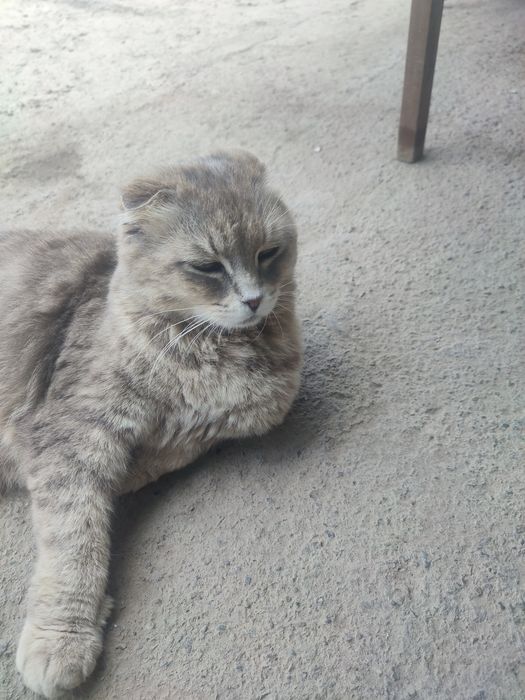Кошка Висаухй беременная