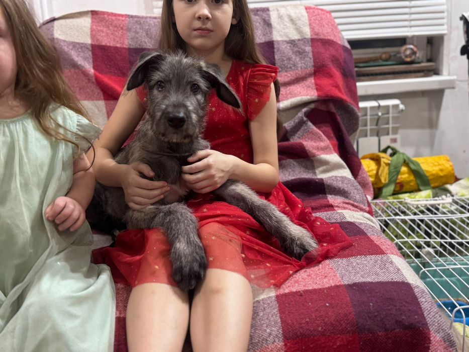 Ирландский волкодав