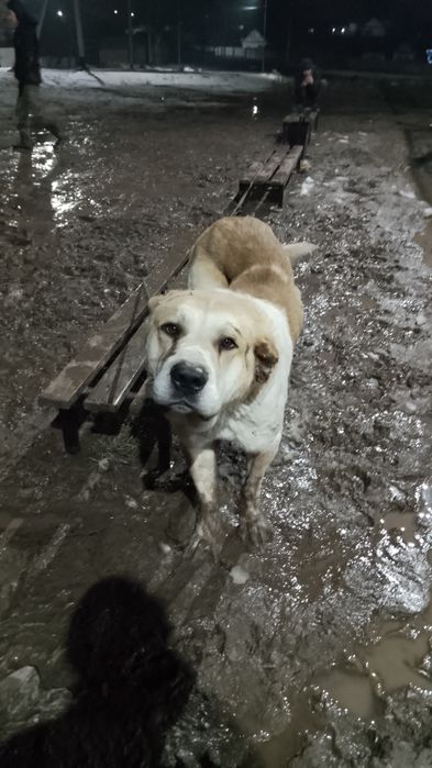 Алабаи ит сатылады