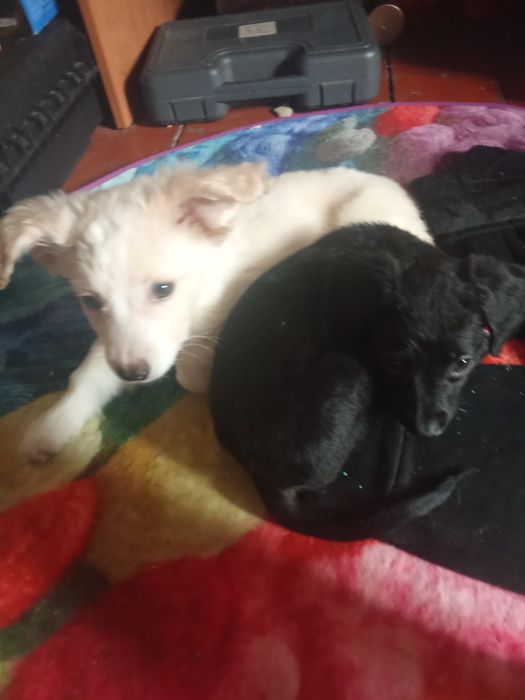 Метисы самое только в добрые руки