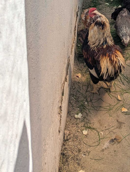 De vânzare cocos araucana