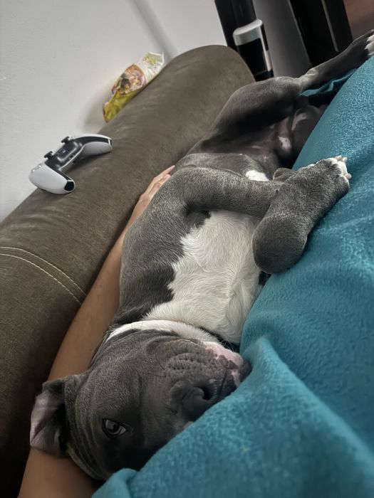 Amstaff blue mascul 10 luni