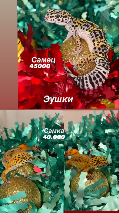 Продаются эублефары разных морф