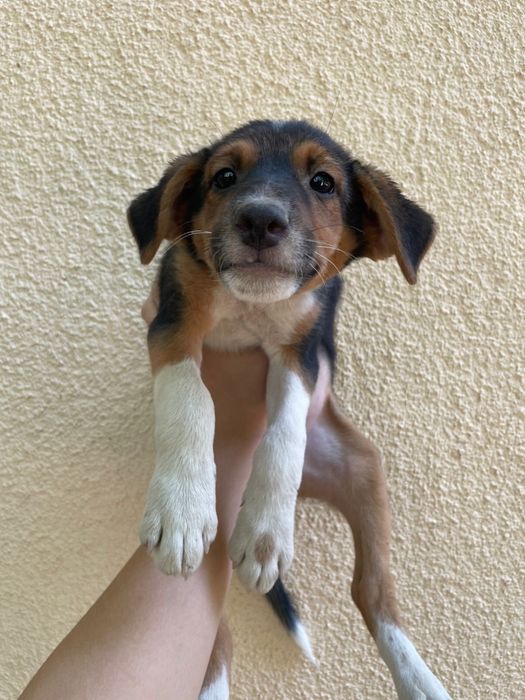 Щенки в хорошие руки! г. Шымкент