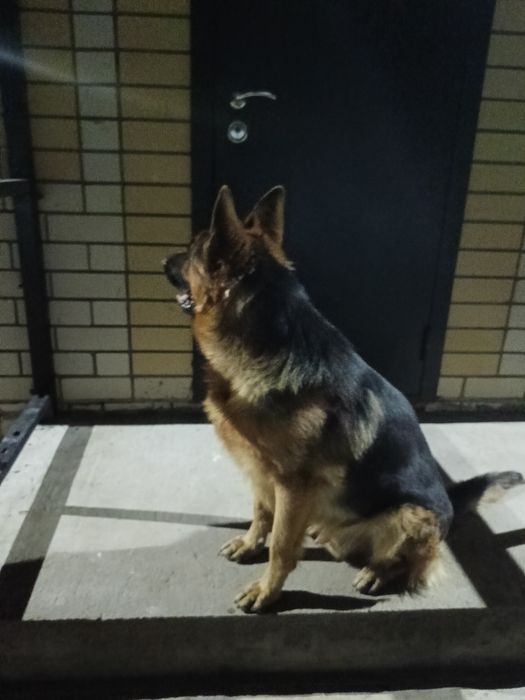 Немецкая овчарка кабель