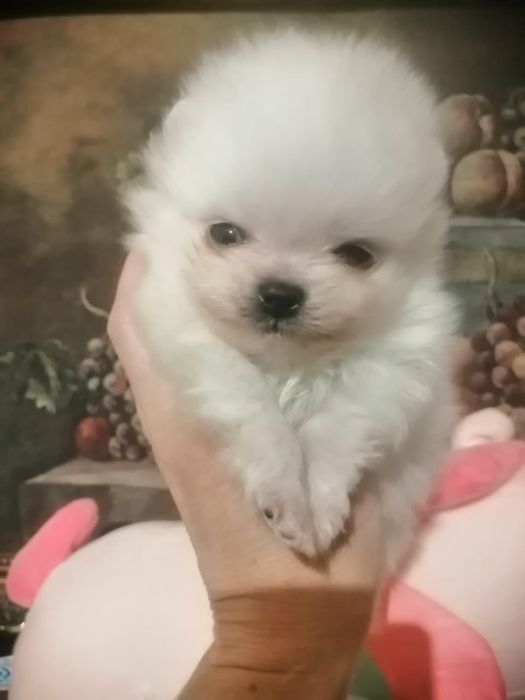 Шикарные Малыши Цвергшпиц