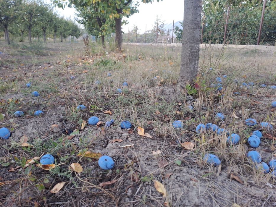 Borhot pentru tuica , prune stanlay