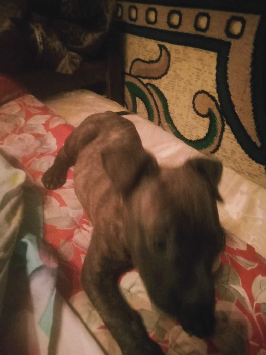 Собака питбуль девочка