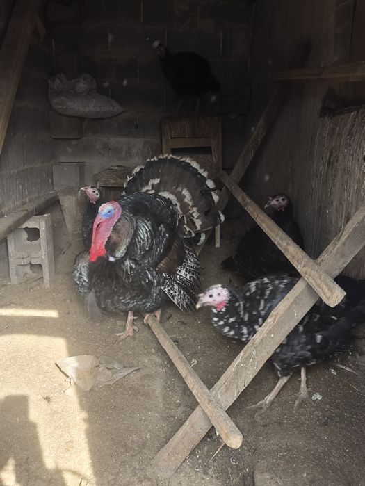 Продам семью индюков