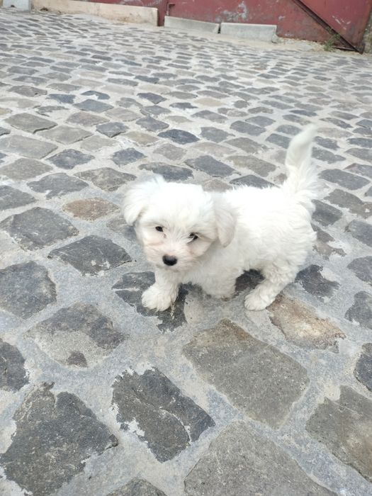 Pui Bichon maltez