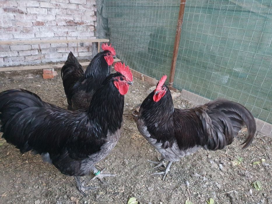 Cocosi sussex, australorp, new hampshire, marans