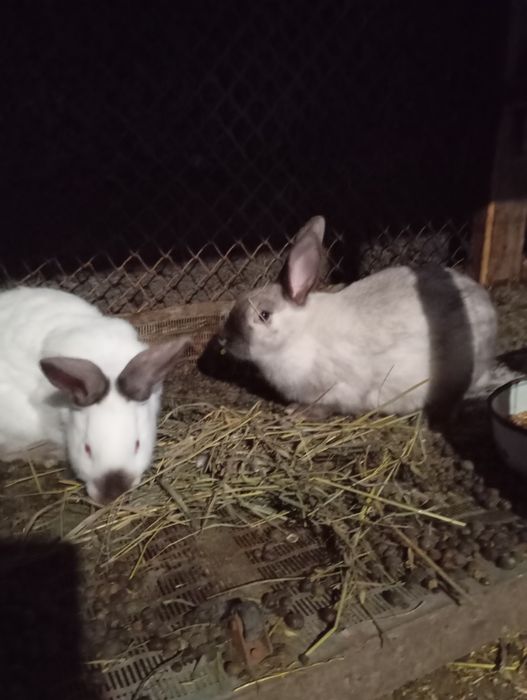 Продам молодых кроликов