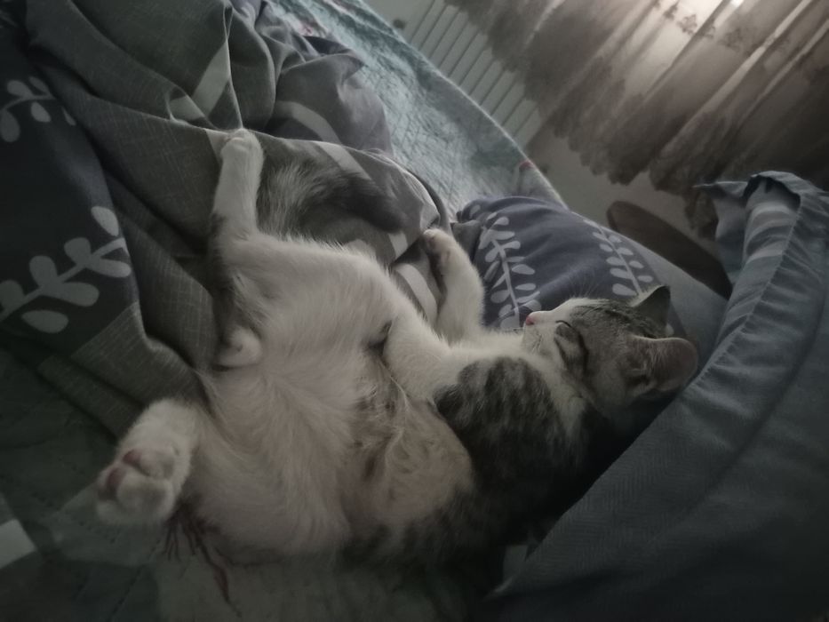 Продаётся котенок