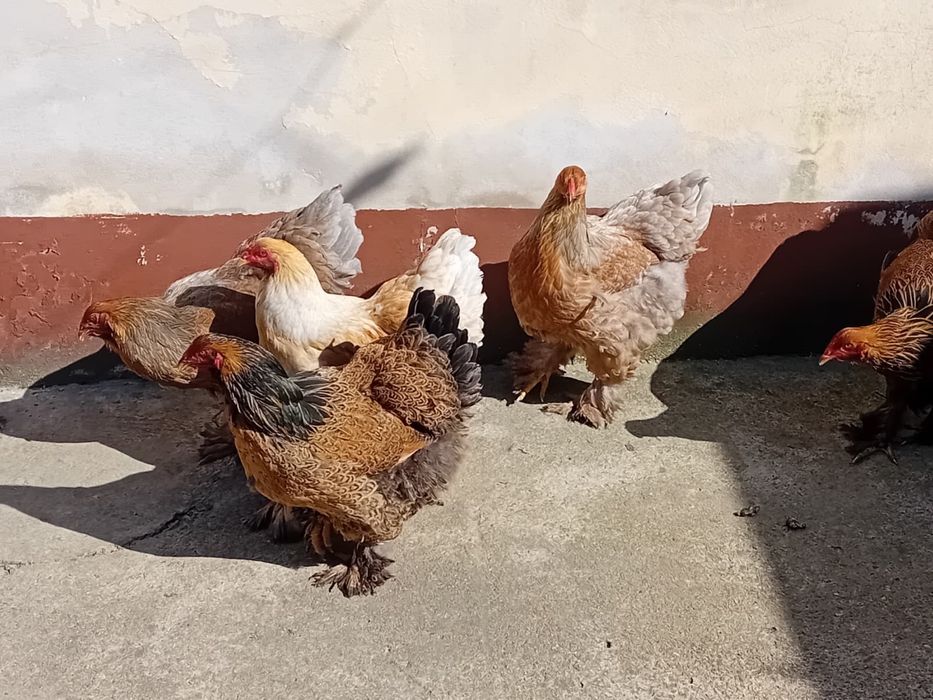 Vand găini Brahma