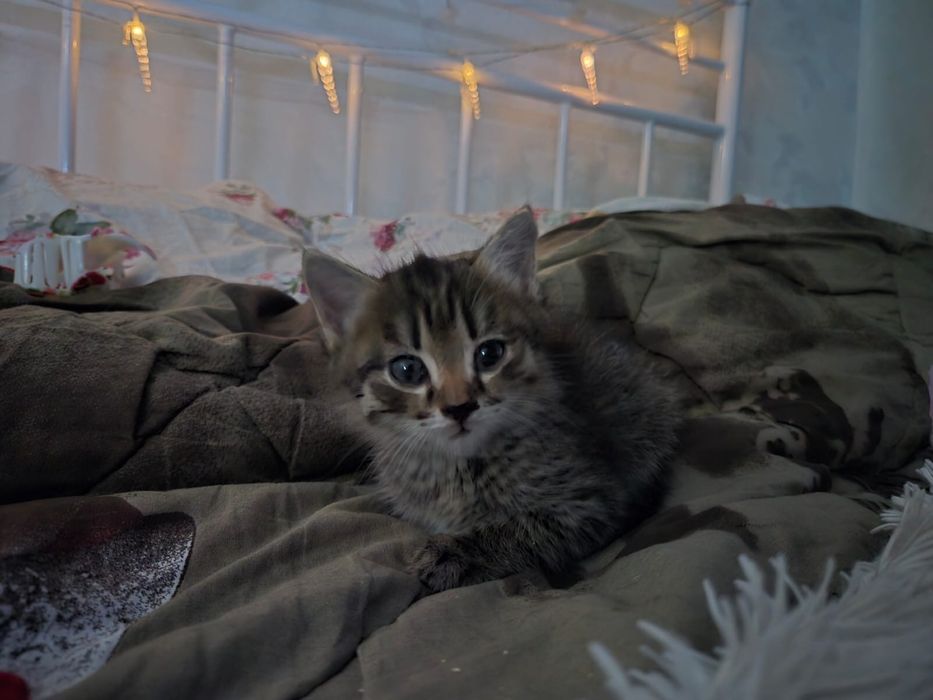 Ищем дом котенку