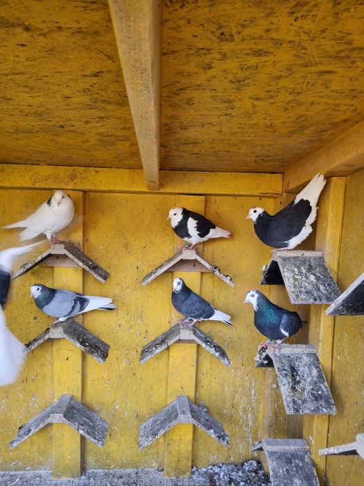 Porumbei birmigham rolleri