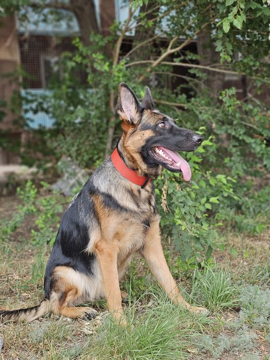 Немецкая овчарка