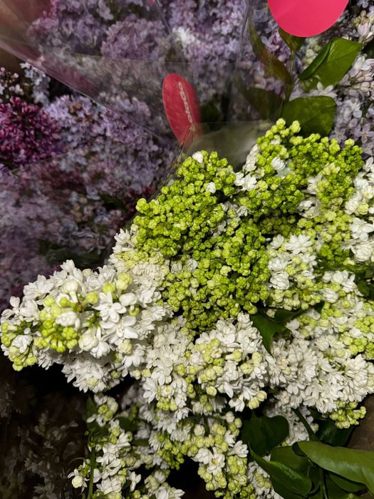 Сирень оптом 10.000 сум