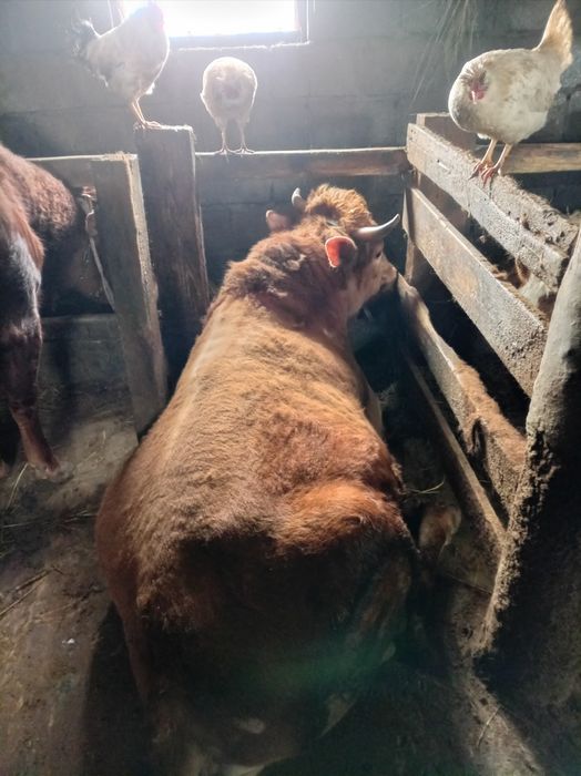 Бычки на продажу