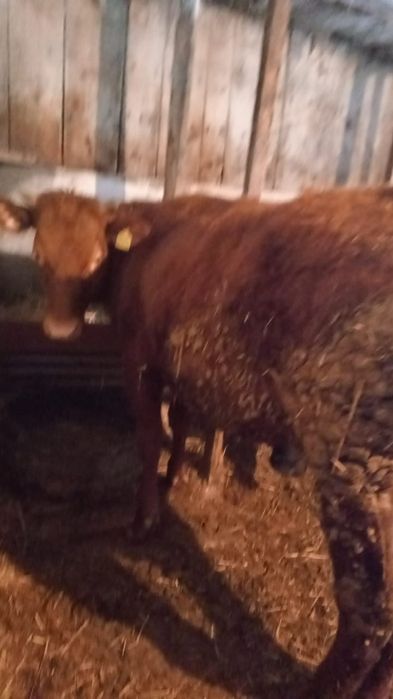 Продам тёлочку  сатылады