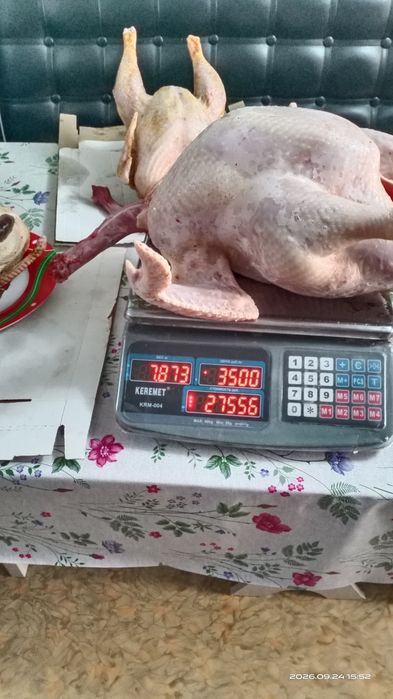Мясо.Индюки. Индейки.