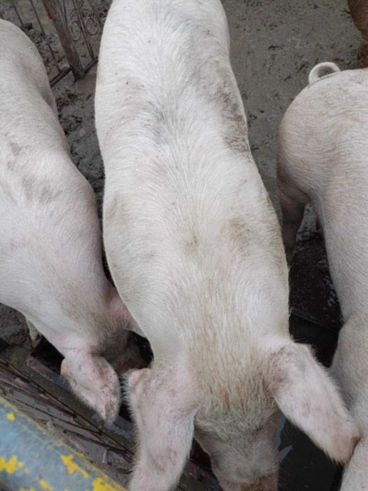 Продавам прасета.