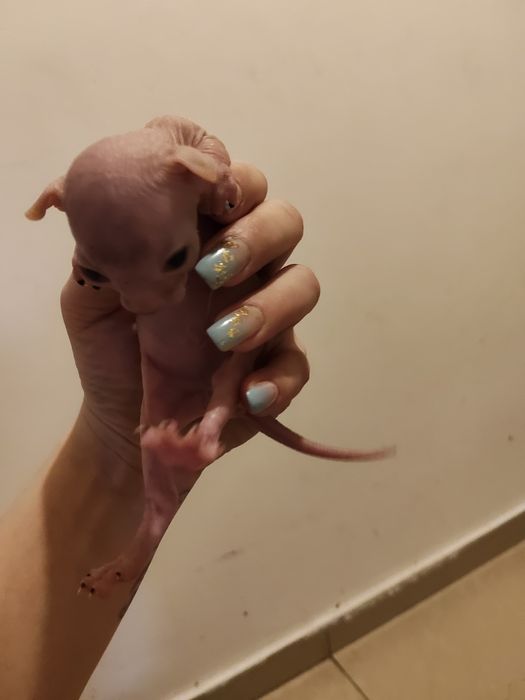 Sphinx Imperial Persan