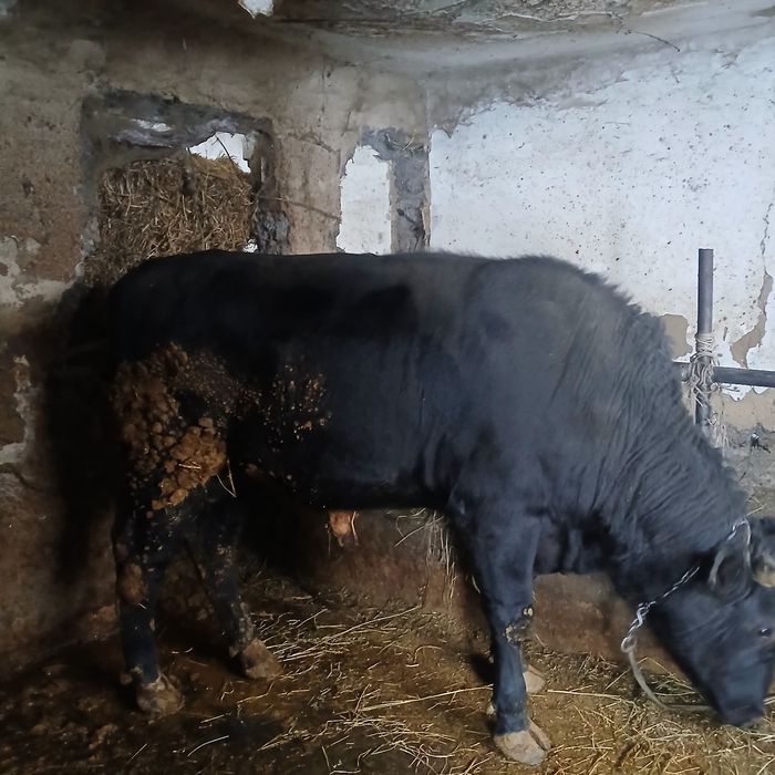 Бычок 2 годовалый