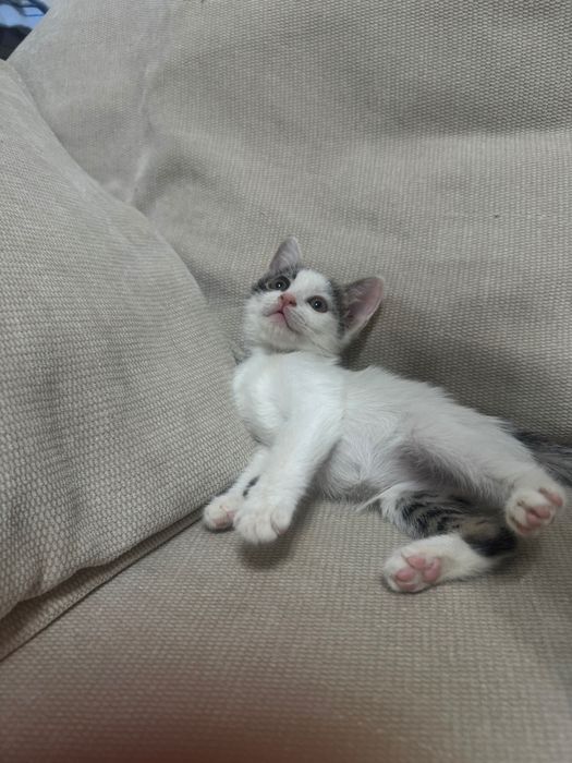 Отдается котенок (девочка) в хорошие руки
