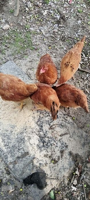 Pui de carne și ouă