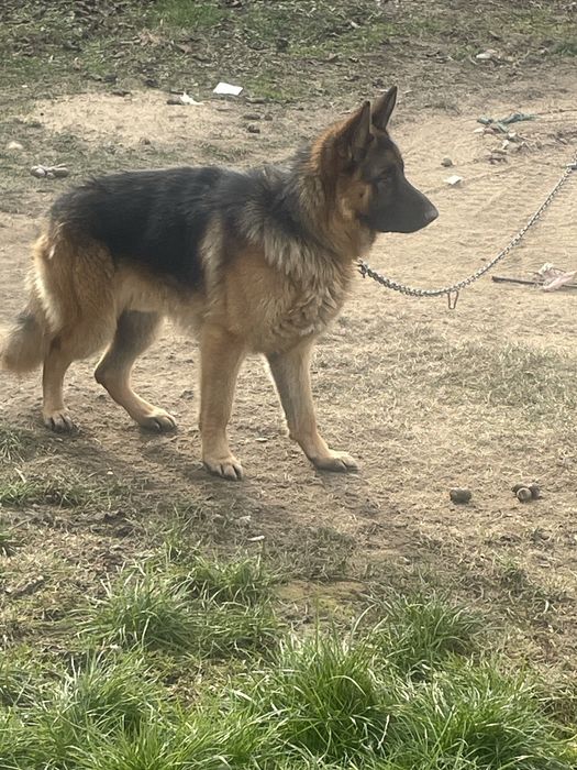 Немска овчарка 450