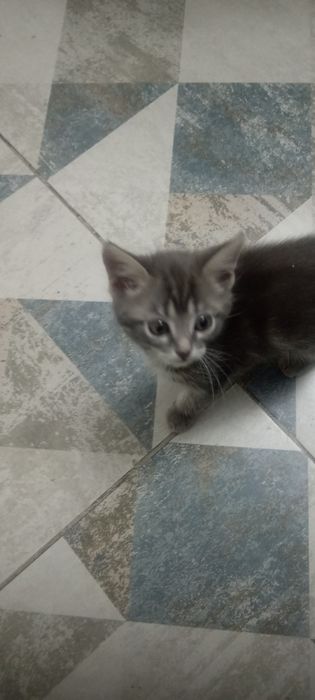 Котята от вислоухой